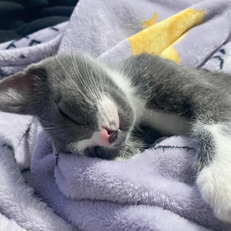 A young small-sized female Gray / Blue / Silver Domestic Short Hair cat named Mercedes for adoption in Fresno, CA