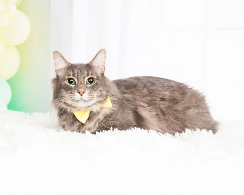 An adult medium-sized male Gray / Blue / Silver Domestic Long Hair cat named Bobby for adoption in Denton, TX