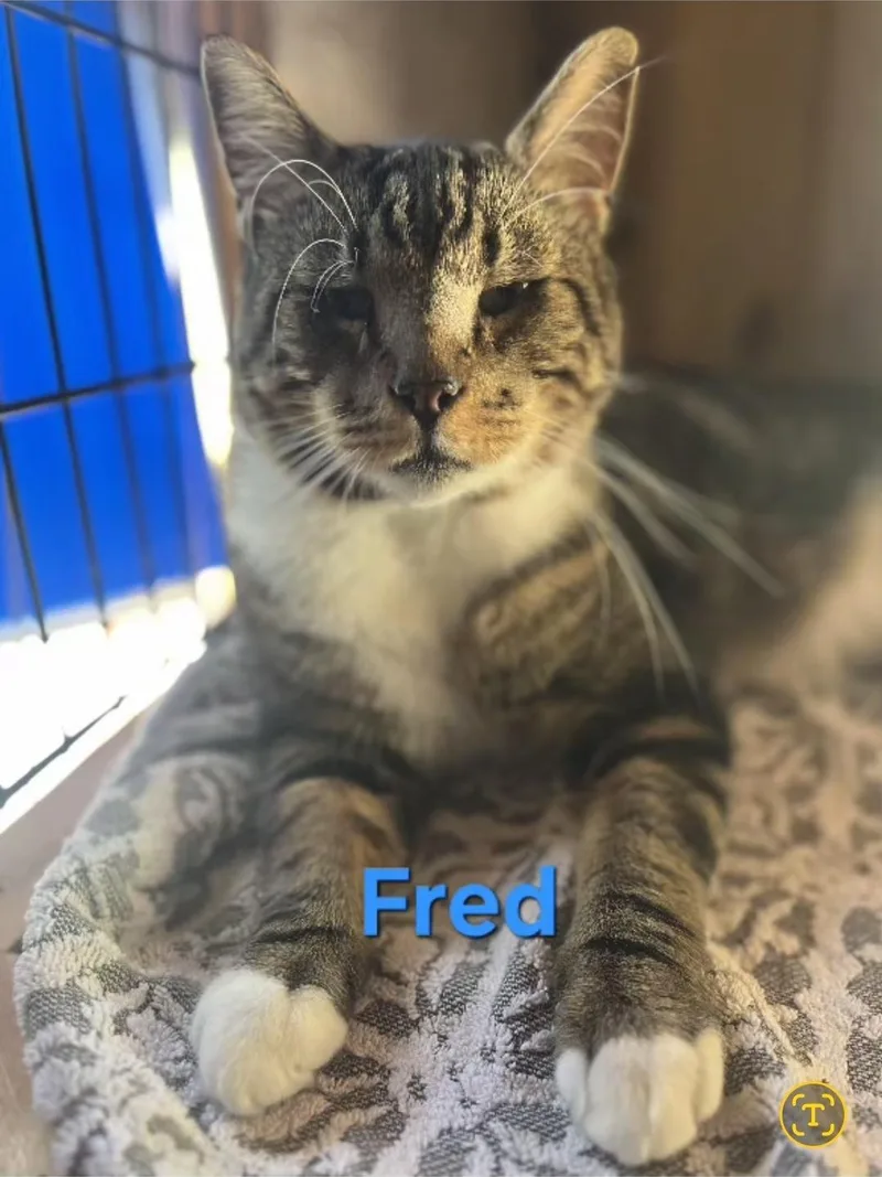 An adult large-sized male Tabby (Tiger Striped) Domestic Short Hair cat named Fred for adoption in Flushing, NY