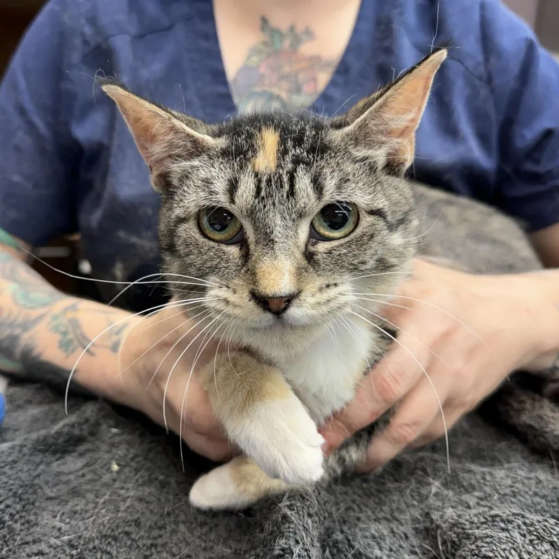 A baby medium-sized female White Domestic Short Hair cat named Calypso for adoption in Madison, WI