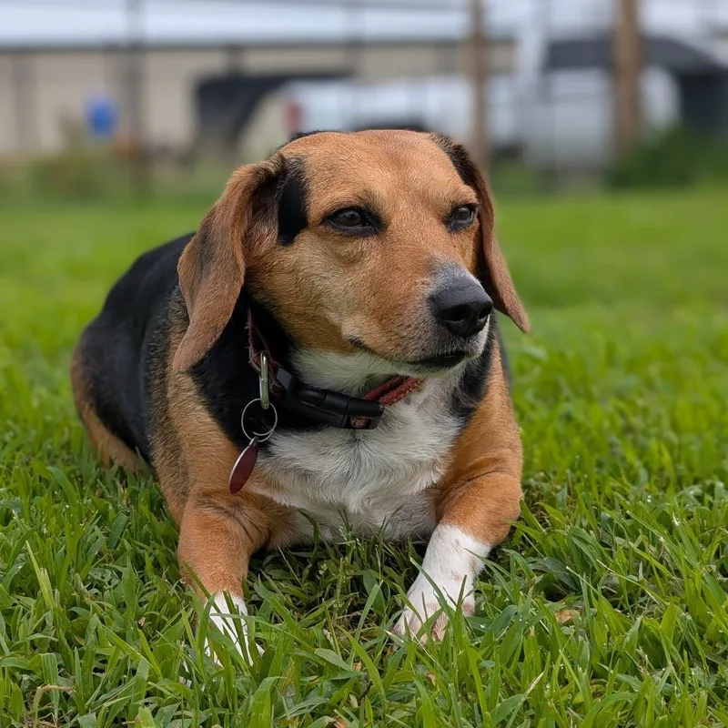 A senior medium-sized female Brown / Chocolate Beagle dog named Biscuit for adoption in Nowata, OK