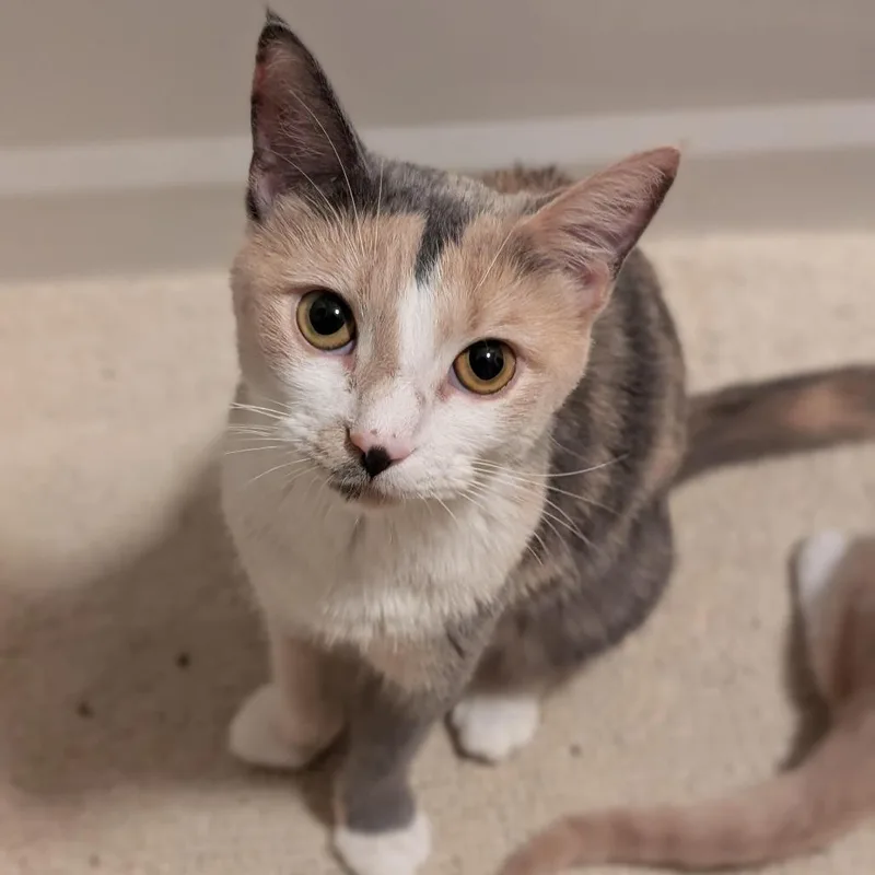 An adult medium-sized female Calico Domestic Short Hair cat named Minerva for adoption in Harrisonburg, VA