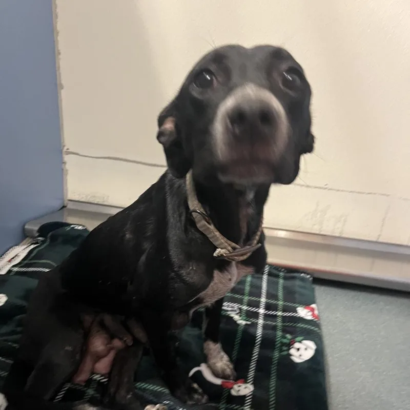 An adult medium-sized female Black Pit Bull Terrier dog named Cupcake for adoption in Edinburg, TX