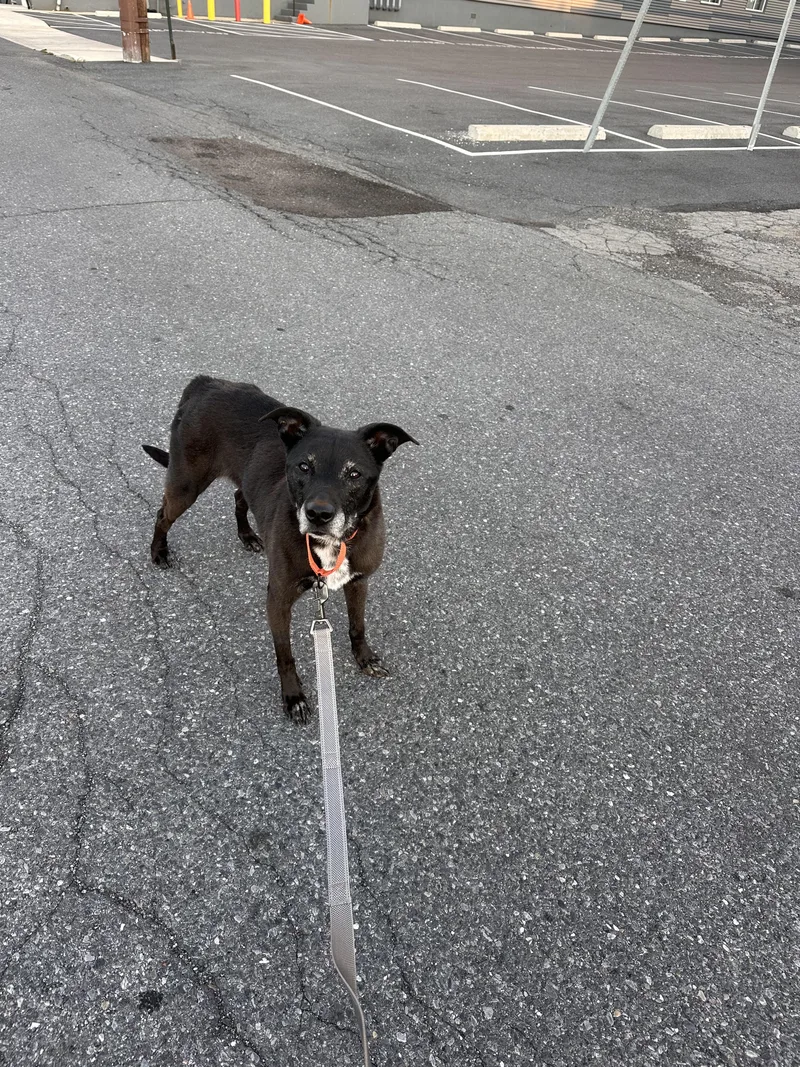 An adult medium-sized female Labrador Retriever dog named Raine for adoption in Kutztown, PA