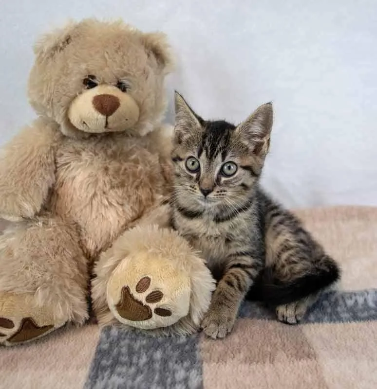 A baby medium-sized male Domestic Short Hair cat named Tas for adoption in Kennesaw, GA