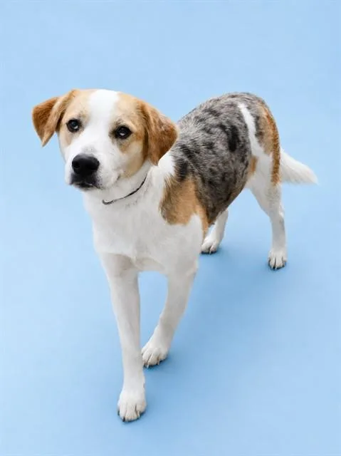 An adult medium-sized female Catahoula Leopard Dog dog named Koda for adoption in Westminster, MD