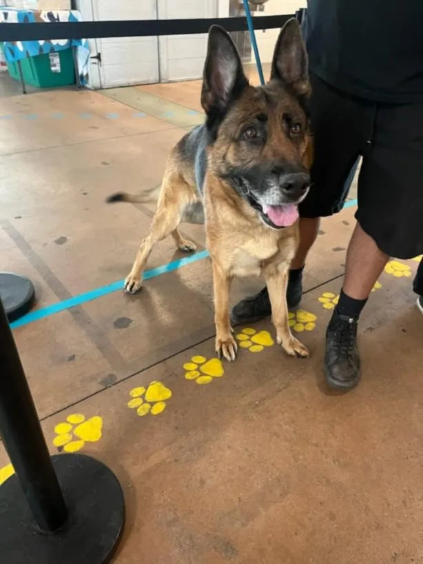 An adult large-sized female German Shepherd Dog dog named Holly for adoption in Van Nuys, CA