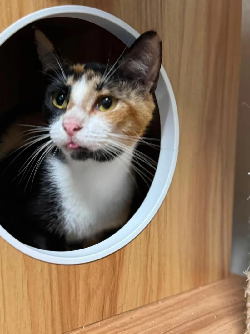 A baby medium-sized female Calico Domestic Short Hair cat named Diva for adoption in Houston, TX