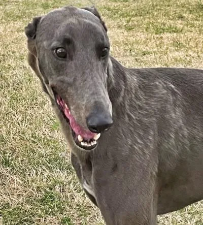 An adult large-sized male Greyhound dog named Frank for adoption in Dallas, TX