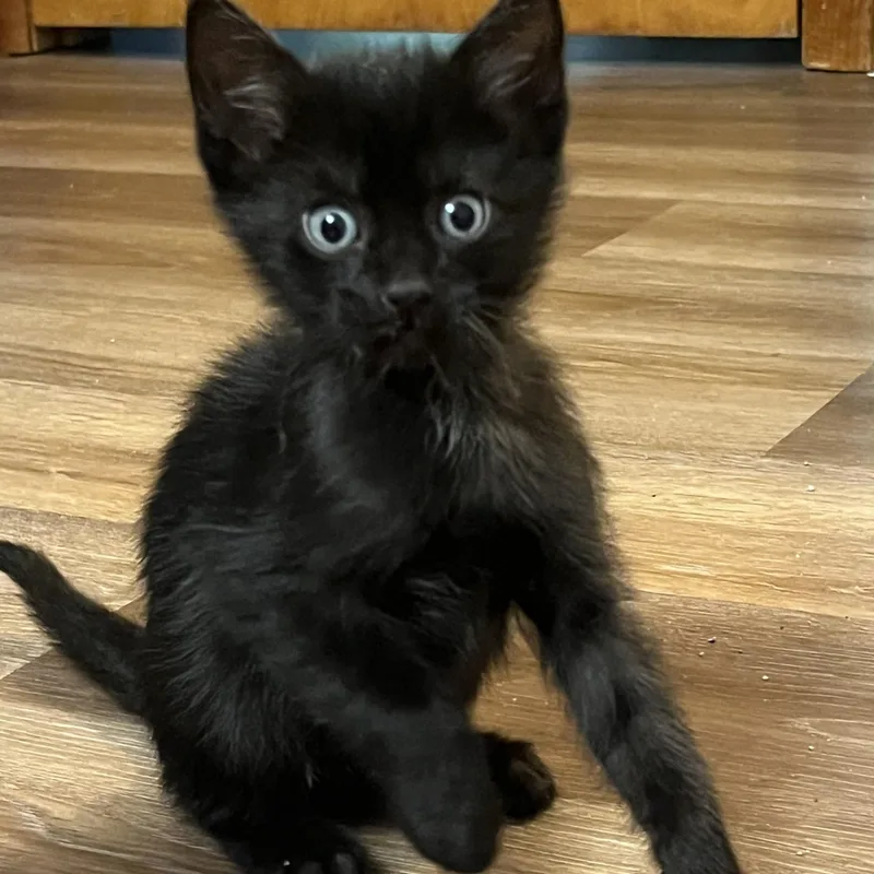 A baby medium-sized male Black Domestic Short Hair cat named Chopper for adoption in Germansville, PA