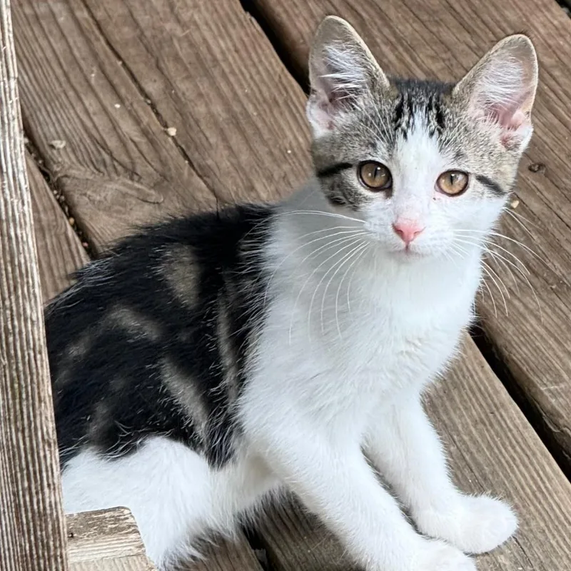 A young small-sized female Tabby (Brown / Chocolate) Domestic Short Hair cat named Fleur for adoption in Gresham, WI