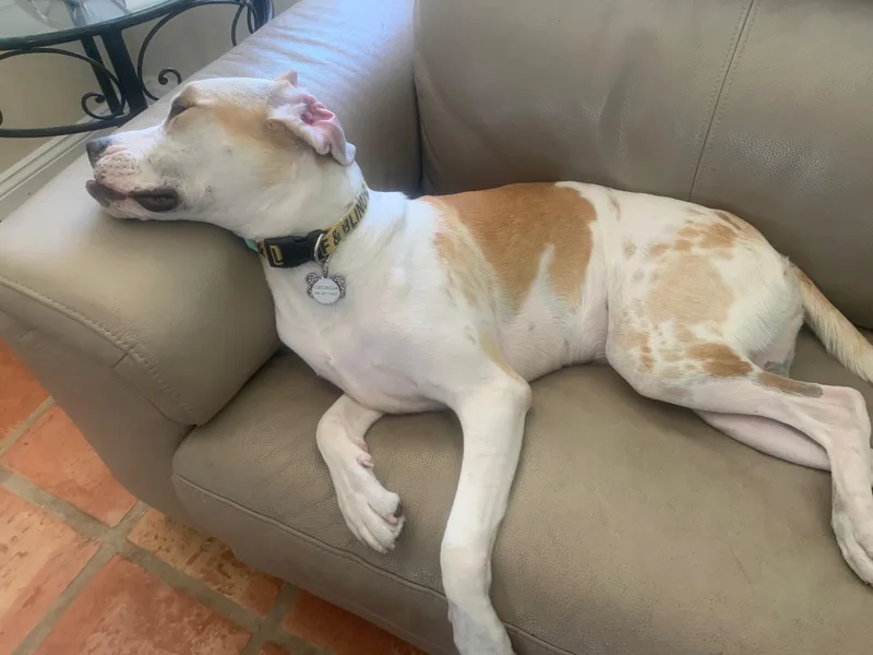 A young large-sized female American Bulldog dog named Georgia for adoption in Lake Worth, FL
