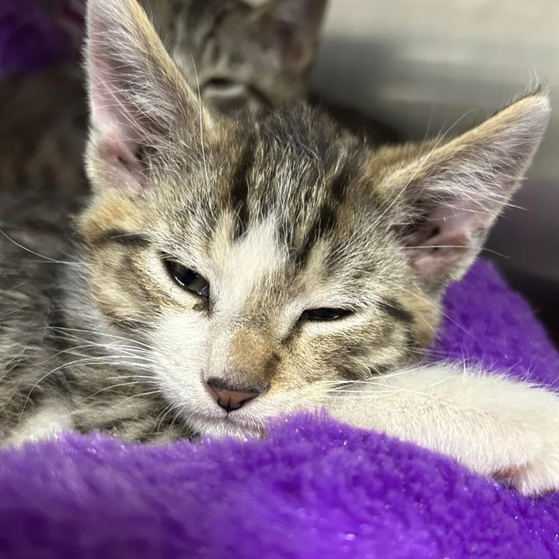 A baby small-sized male Brown / Chocolate Domestic Short Hair cat named Otter for adoption in Taos, NM
