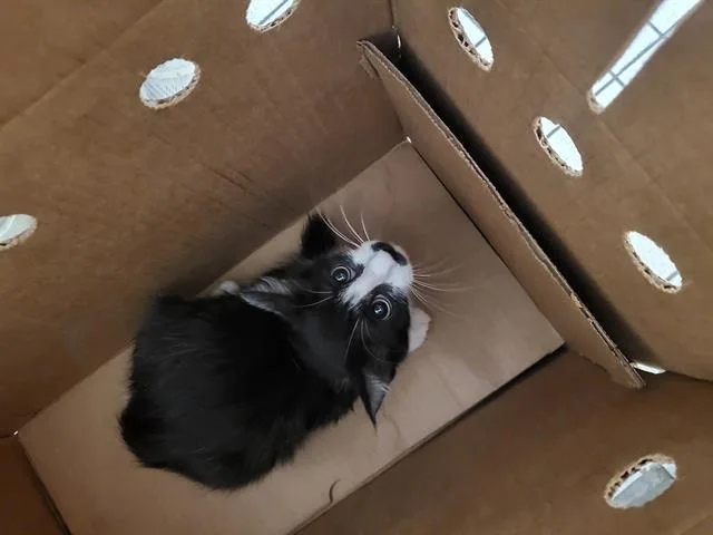 Esther