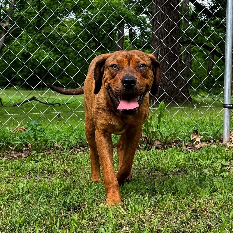 A young medium-sized female Red / Chestnut / Orange Rhodesian Ridgeback dog named Glenda for adoption in Chatham, NJ