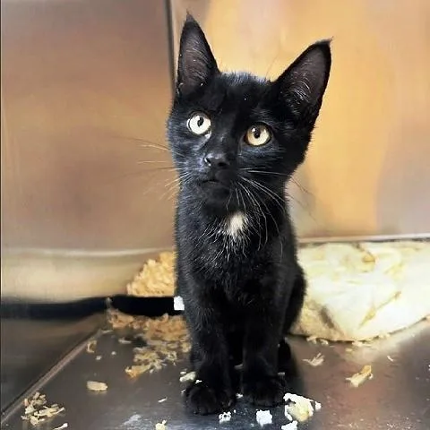 A baby medium-sized female Black Domestic Short Hair cat named Wanda for adoption in Salt Lake City, UT