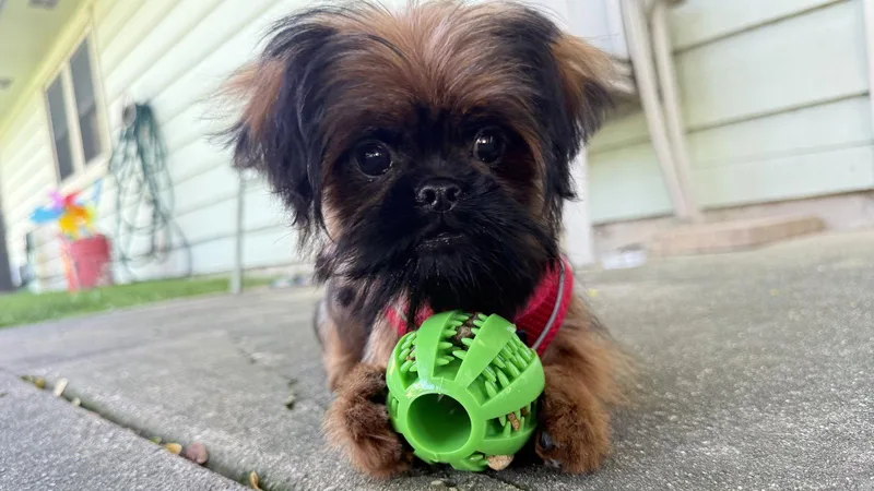A baby small-sized male Shih Tzu dog named Cookie the Shiffon for adoption in Wheaton, IL