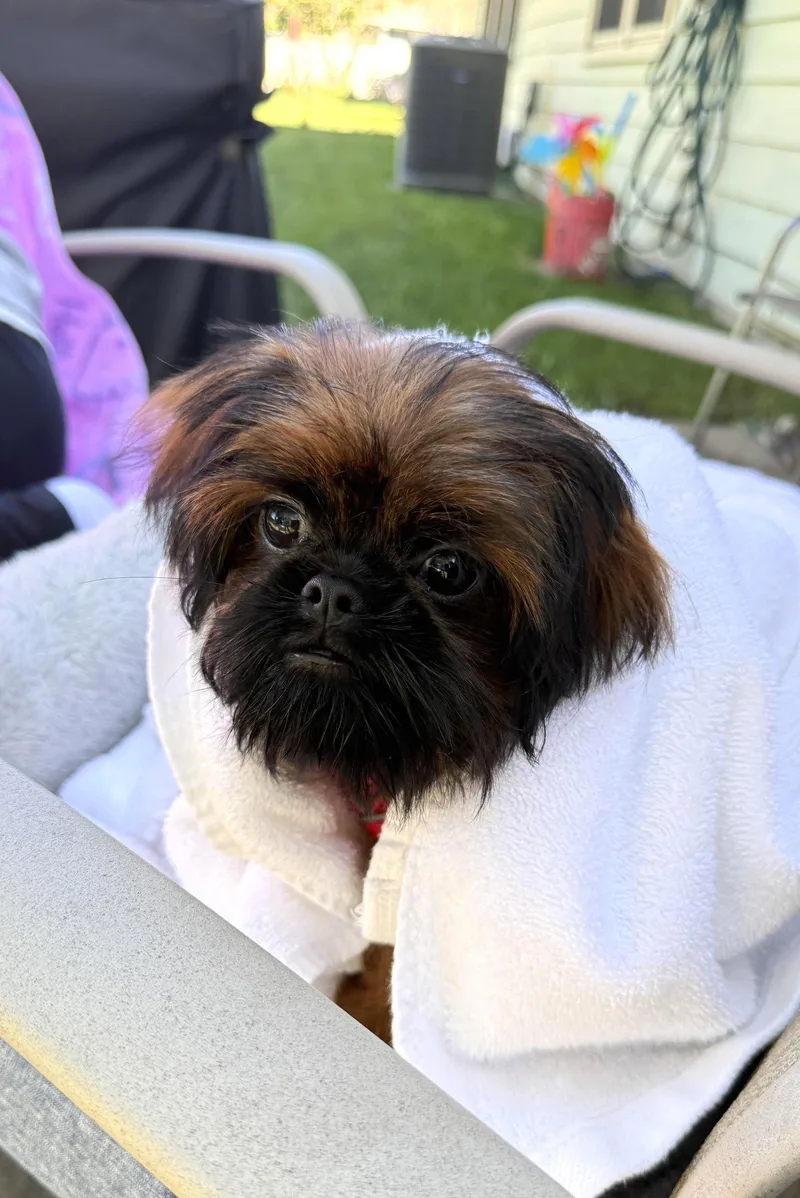 Cookie the Shiffon thumbnail 2