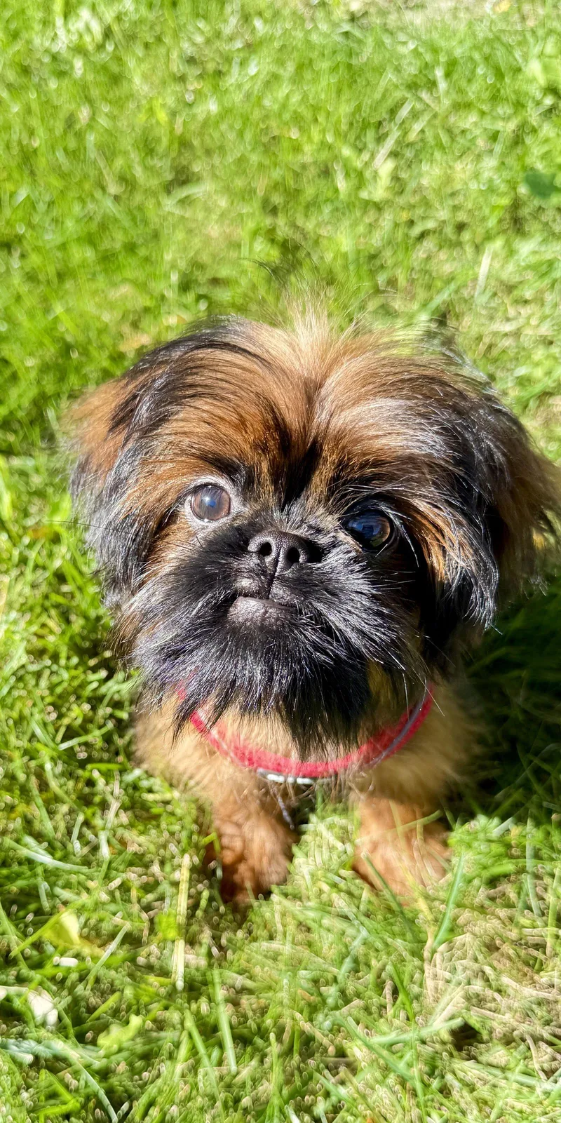 Cookie the Shiffon thumbnail 3