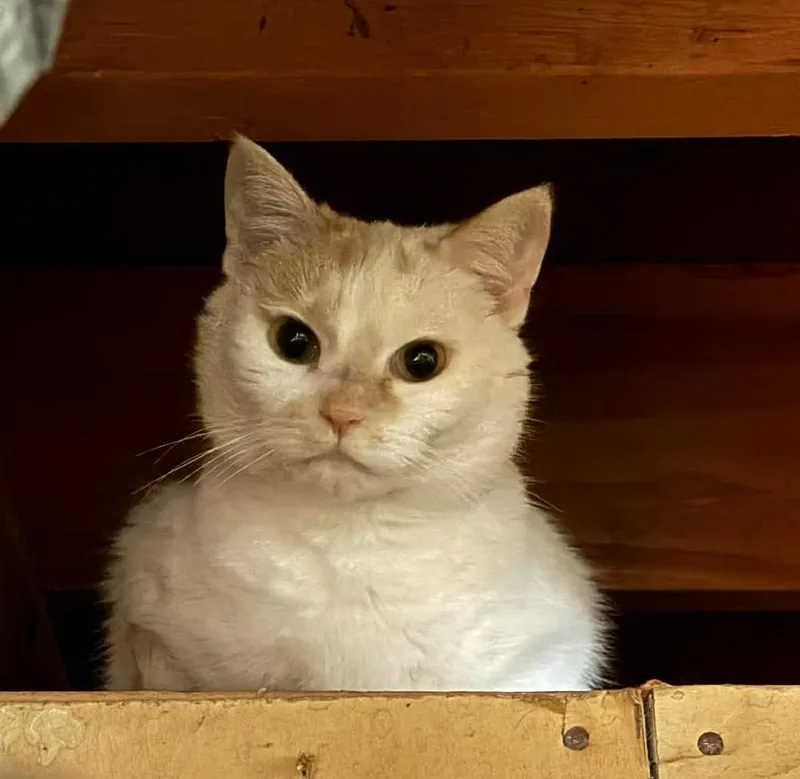 An adult medium-sized female Domestic Short Hair cat named Miss Sofie for adoption in Fond Du Lac, WI