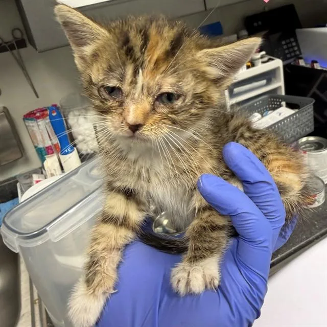 A baby small-sized female Domestic Short Hair cat named Taro for adoption in Ontario, CA