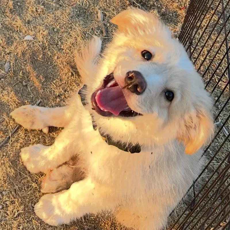 A baby small-sized male Apricot / Beige Border Collie dog named Peluche for adoption in Yucca Valley, CA
