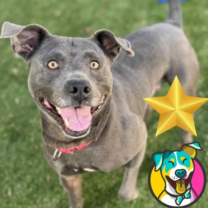 An adult medium-sized male Gray / Blue / Silver Terrier dog named Benito for adoption in Mooresville, NC