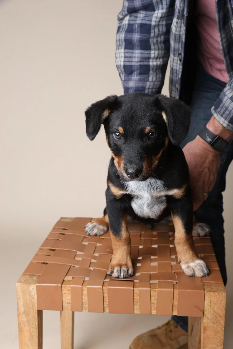 A baby large-sized male Black Labrador Retriever dog named Red for adoption in Garner, NC