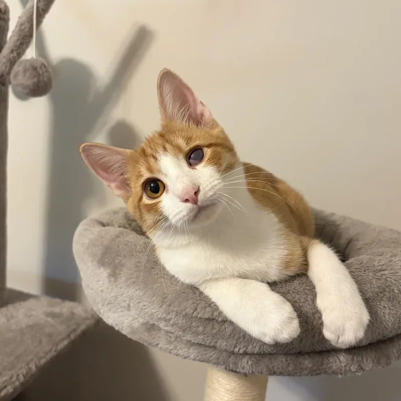 A baby medium-sized male Orange & White Domestic Short Hair cat named Tigger for adoption in Murphysboro, IL