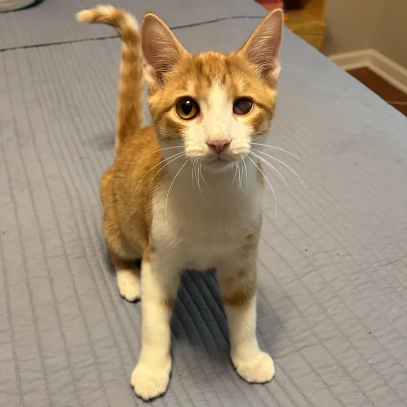 Tigger thumbnail 2