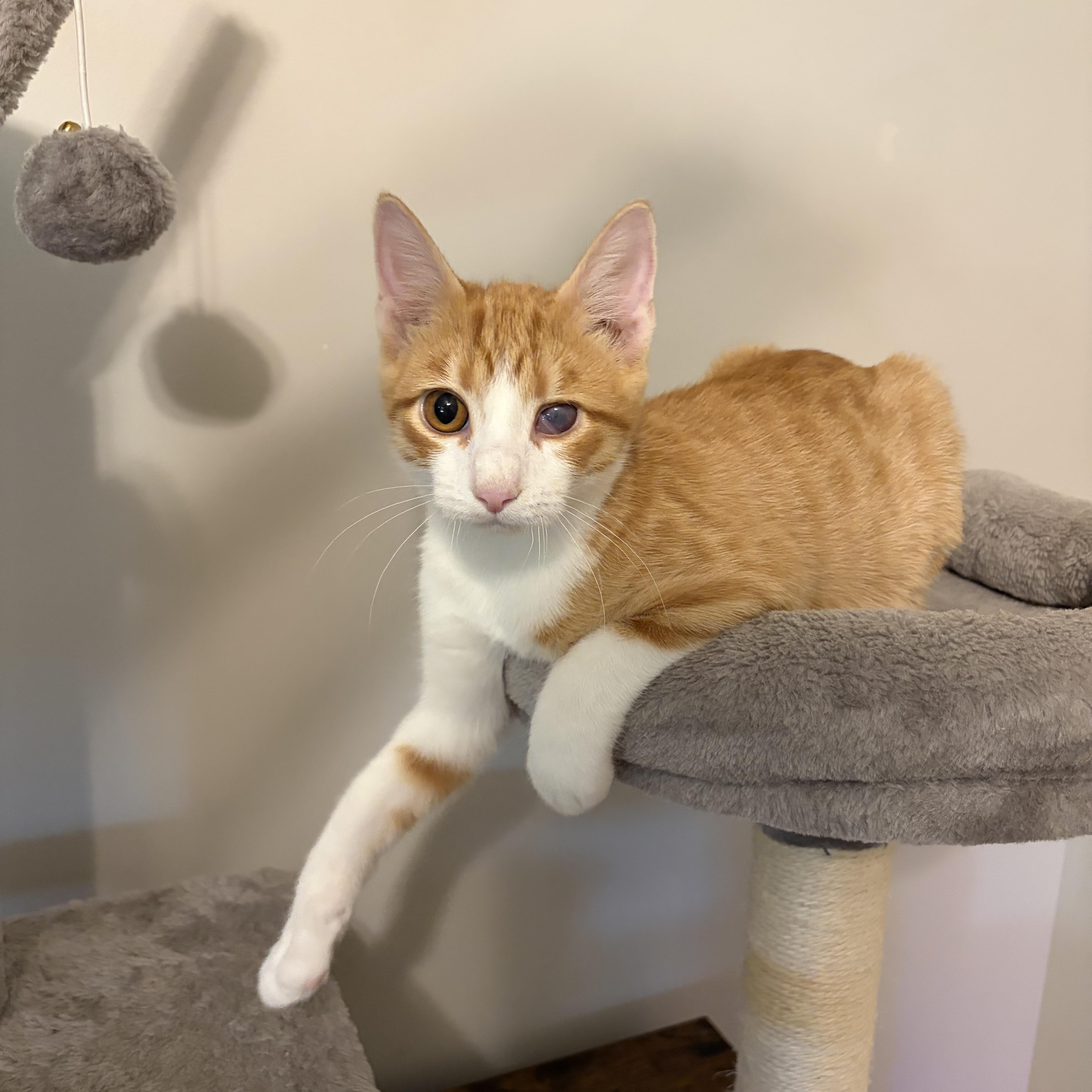 Tigger thumbnail 4
