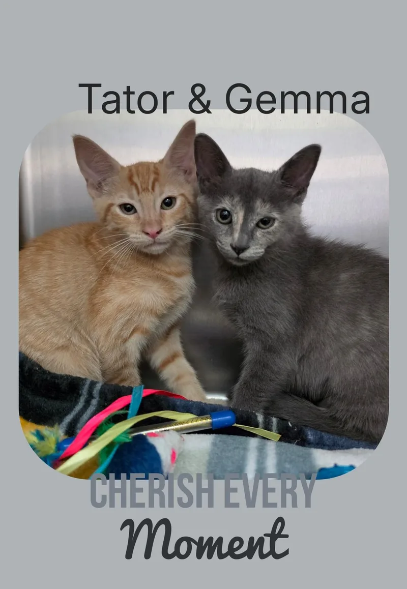 A young medium-sized male Orange & White Domestic Short Hair cat named Tator & Gemma for adoption in Universal City, TX