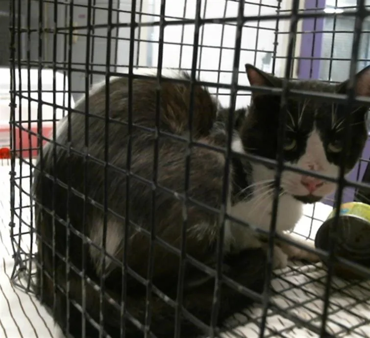 An adult small-sized male Domestic Short Hair cat named Max for adoption in Houston, TX