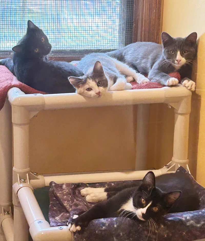 A baby medium-sized male Black & White / Tuxedo Domestic Short Hair cat named Dandy for adoption in Parkville, MO