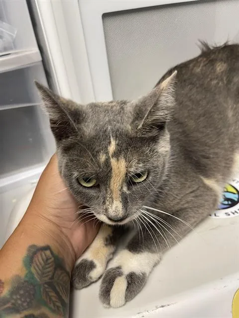 A young medium-sized female Domestic Short Hair cat named Taylor for adoption in Santa Cruz, CA