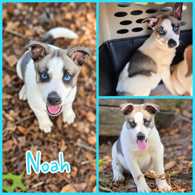 A baby medium-sized male Husky dog named Noah for adoption in Blacksburg, SC