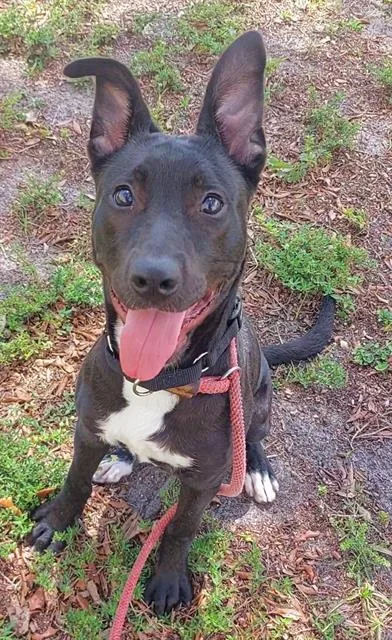 A young medium-sized female American Staffordshire Terrier dog named Valerie for adoption in Fort Lauderdale, FL