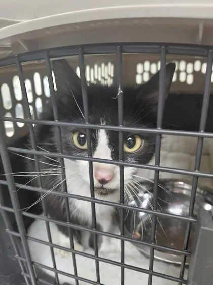 An adult small-sized unknown Domestic Short Hair cat named Orion for adoption in Conway, AR