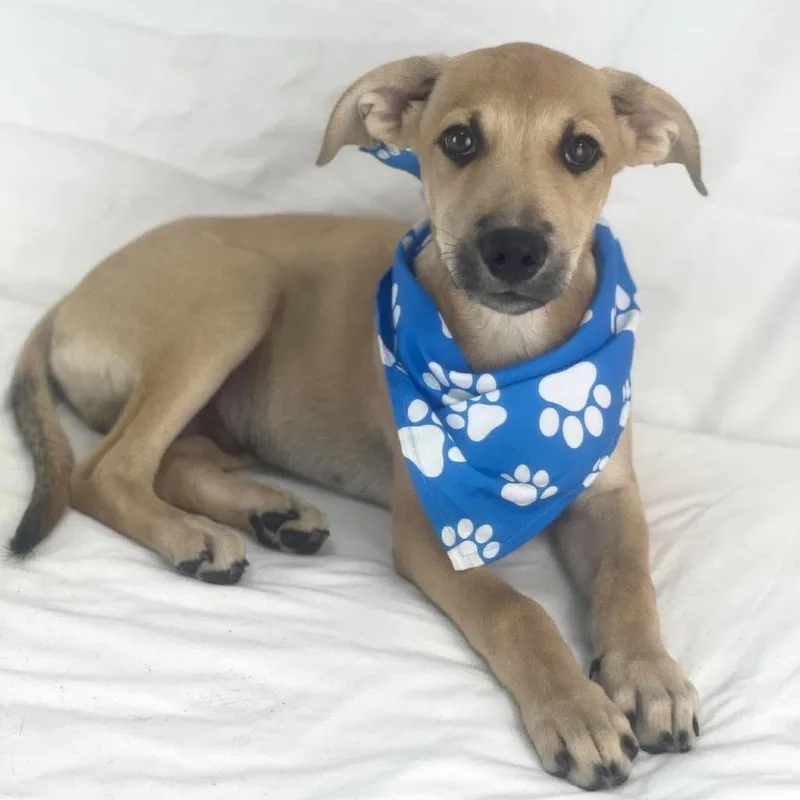 A baby medium-sized male Labrador Retriever dog named Dover Local November for adoption in Brookshire, TX