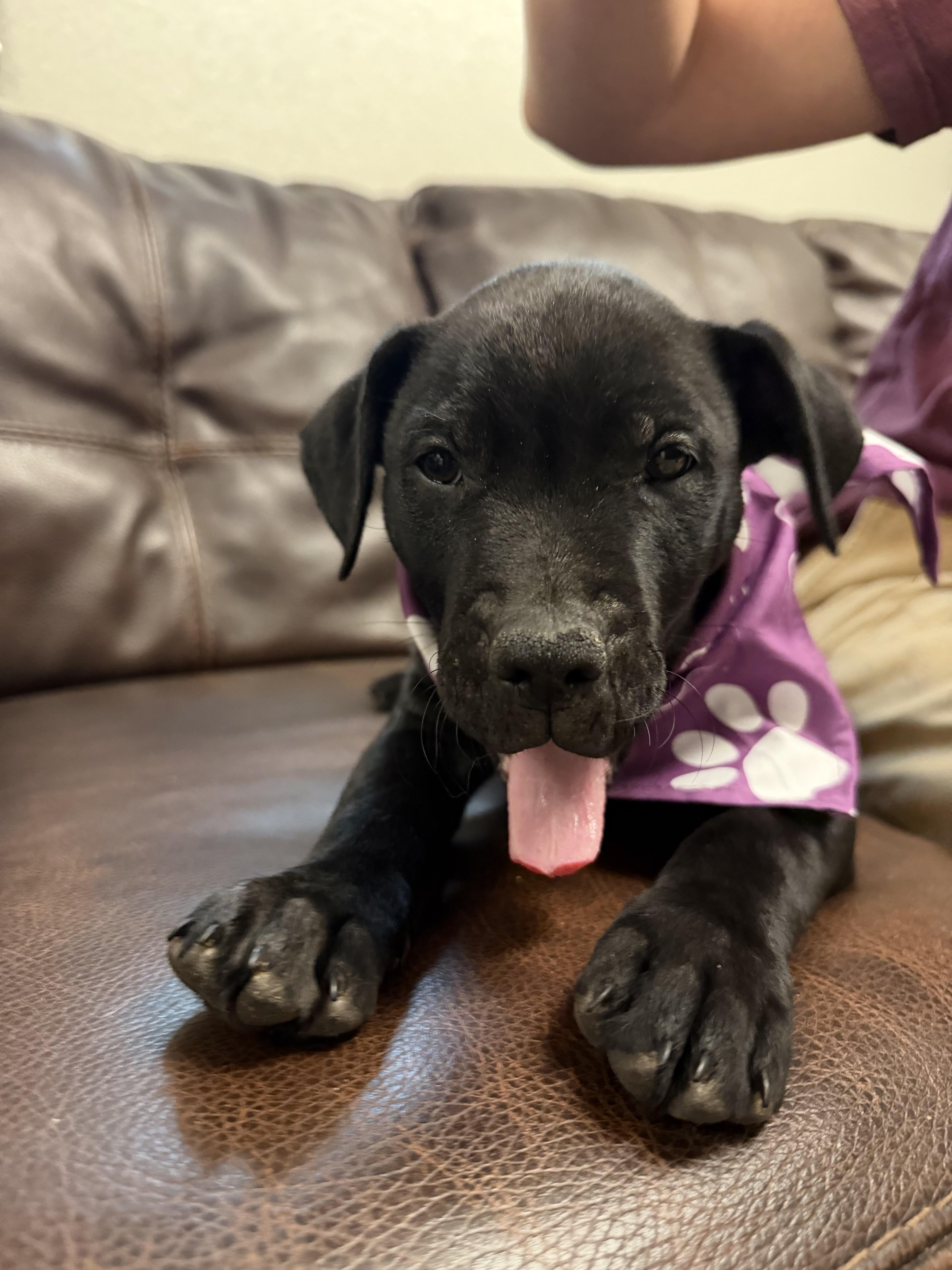 Delilah