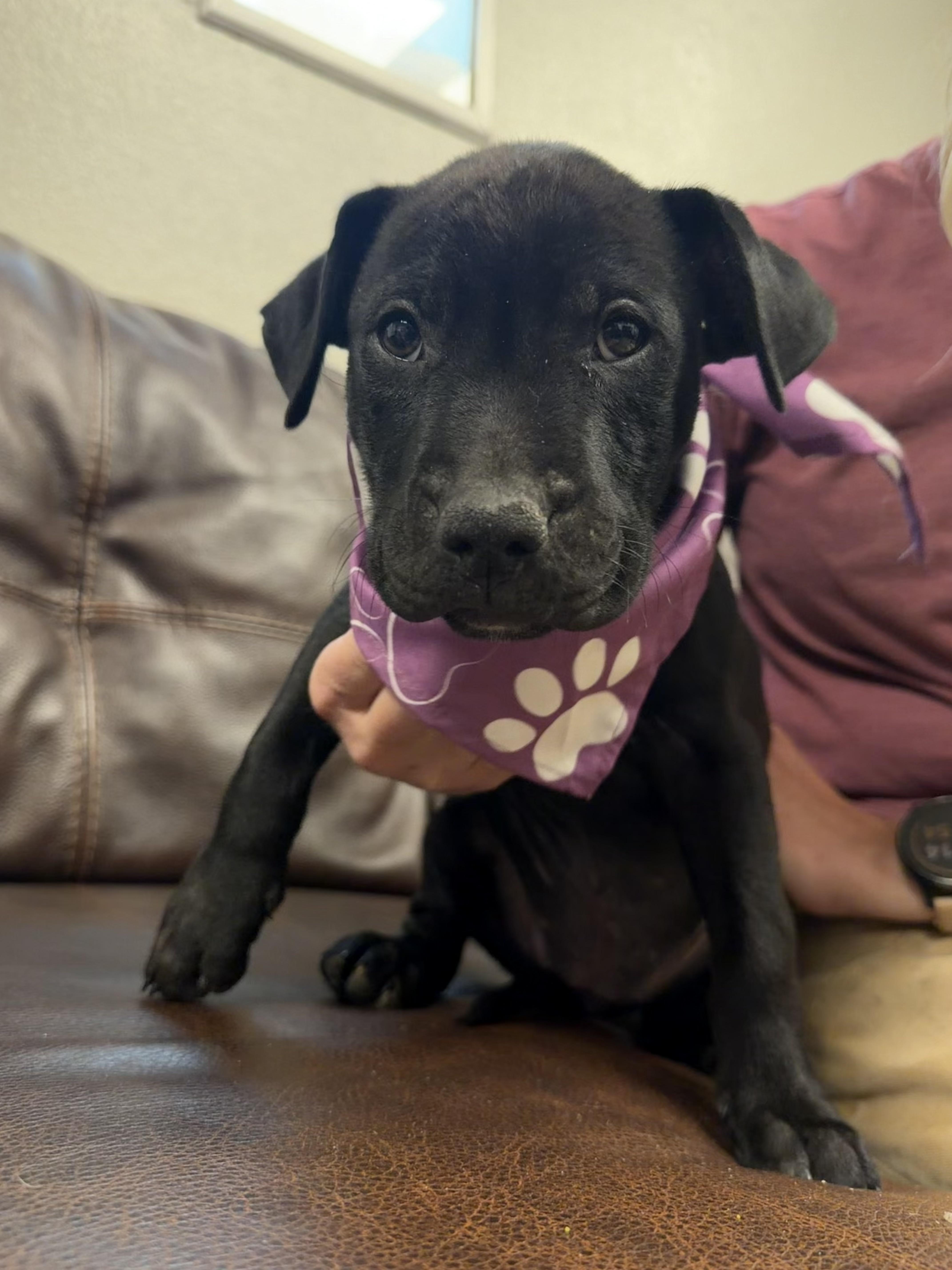 Delilah thumbnail 3