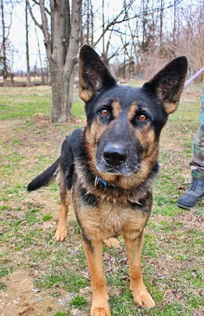 An adult large-sized male German Shepherd Dog dog named Paulie for adoption in Morton Grove, IL