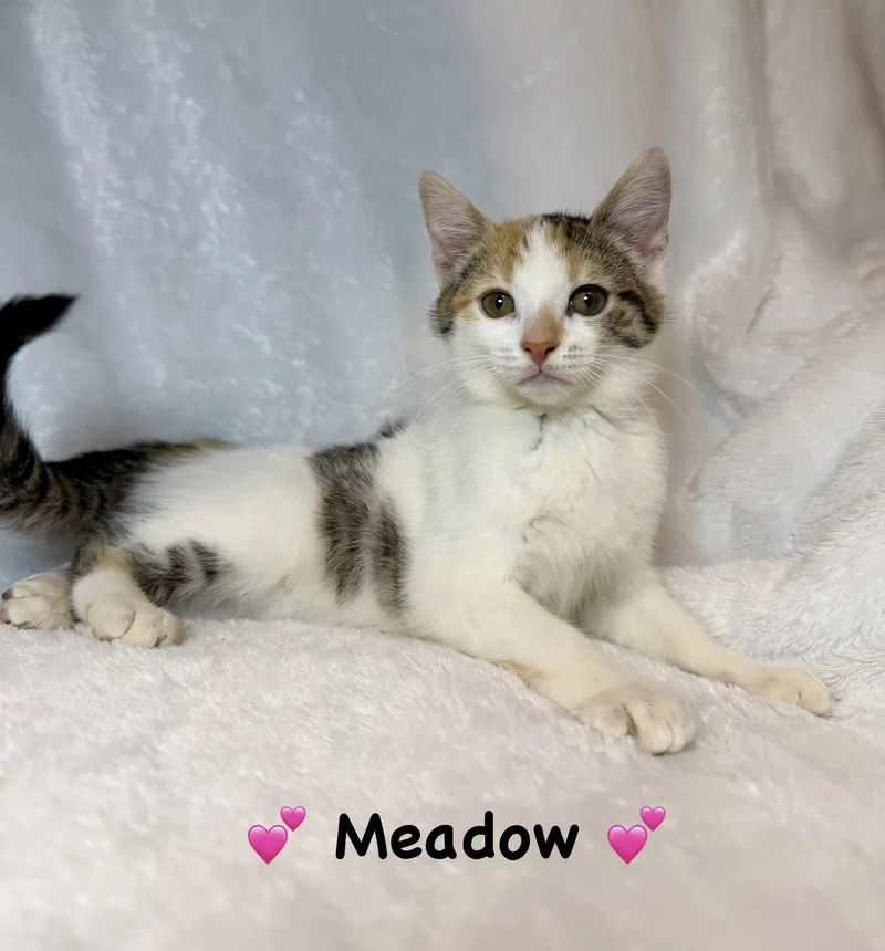 A baby medium-sized female Calico Calico cat named Meadow for adoption in Copley, OH