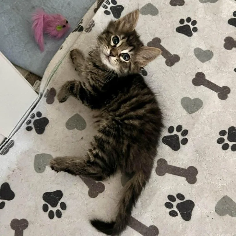 Chunky Monkey
