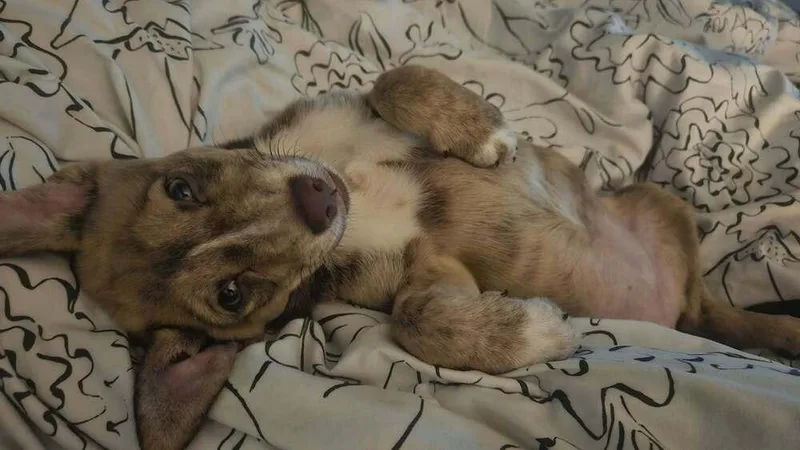 A baby small-sized female Tricolor (Brown, Black, & White) Terrier dog named Tillie for adoption in Amherst, NY