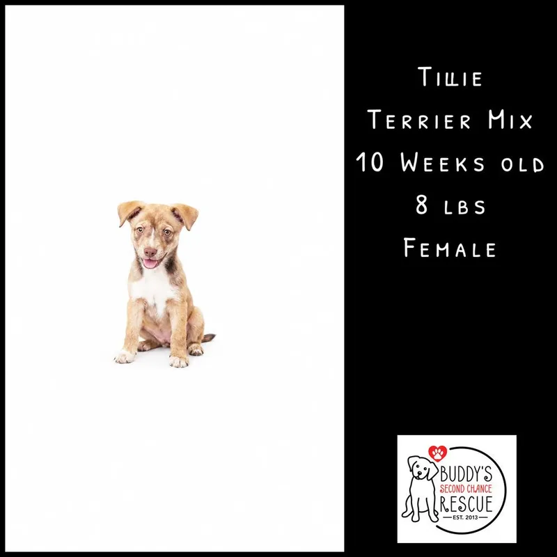 Tillie thumbnail 4