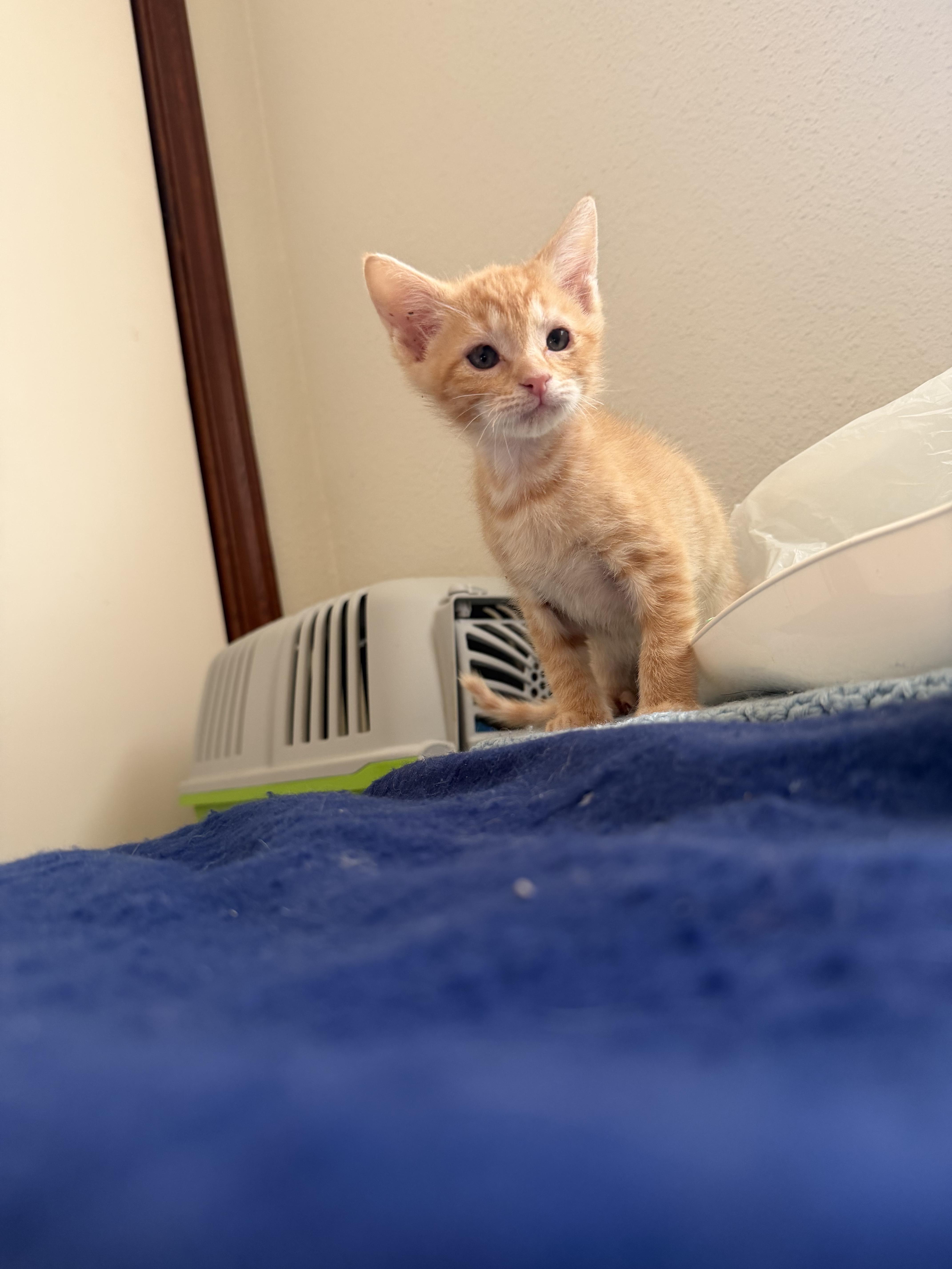 A young medium-sized male Orange & White Domestic Short Hair cat named Tigger for adoption in Harvey, LA