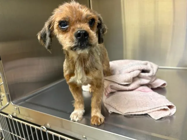 An adult small-sized male Yorkshire Terrier dog named Reggie for adoption in Tustin, CA