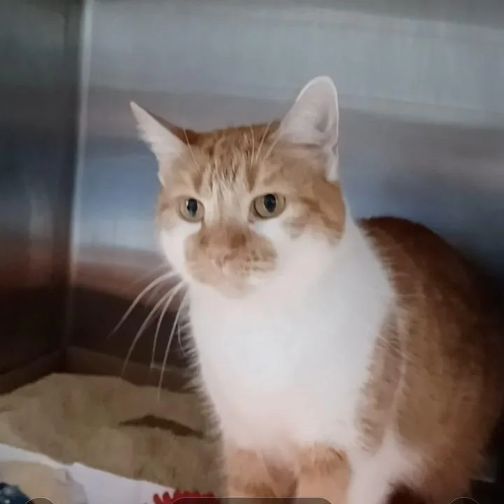 An adult large-sized female Domestic Short Hair cat named Queen Curtis for adoption in Oak Park, IL