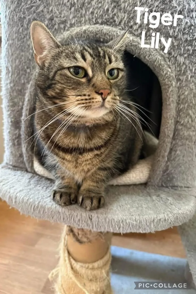 Tiger Lily thumbnail 2